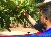 Kopi Lereng Gunung kendeng: Dari Warung Lokal Menuju Panggung Nasional