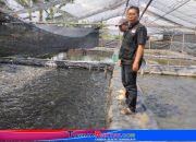 Kunjungan Ketua Formades Kendal ke Lokasi Budidaya Lele Tanjungmojo