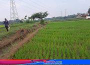 Saluran Irigasi Kering, Ratusan Hektar Sawah di Ringinarum Kendal Terancam Gagal Panen