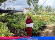 Priyo Bibit, Pusat Bibit Hortikultura Lengkap di Purworejo