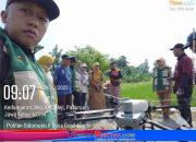 DRONE PETROKIMIA BERAKSI di BEJI : Semprotkan Pupuk dari Udara