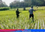 Babinsa Dermojayan “Ngangsu Banyu” di Sawah: Pupuk Padi, Wujudkan Ketahanan Pangan Bersama Petani
