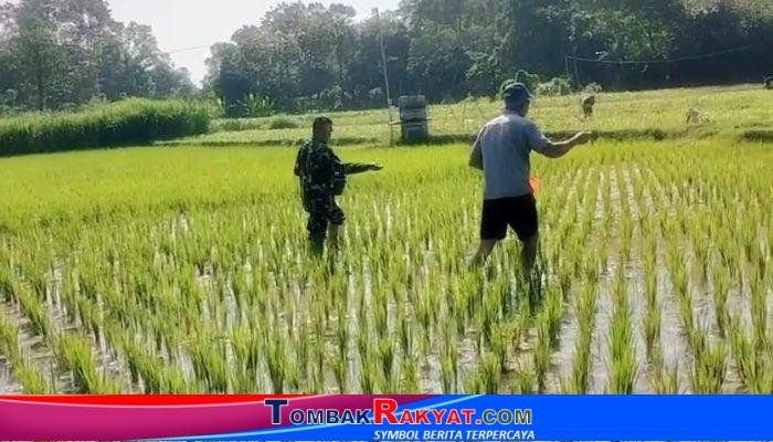 Babinsa Dermojayan “Ngangsu Banyu” di Sawah: Pupuk Padi, Wujudkan Ketahanan Pangan Bersama Petani