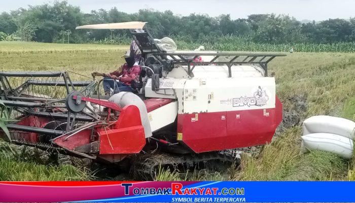 Panen Raya di Tempuran Sukses, Petani Tersenyum Harga Gabah Menggembirakan