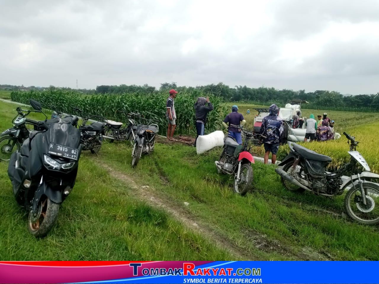 Ojek Gabah sebagai transportasi dari sawah ke tempat pengepul atau armada truk pengangkut hasil panen raya di dusun Tempuran, desa Jatilor kecamatan Godong Kabupaten Grobogan