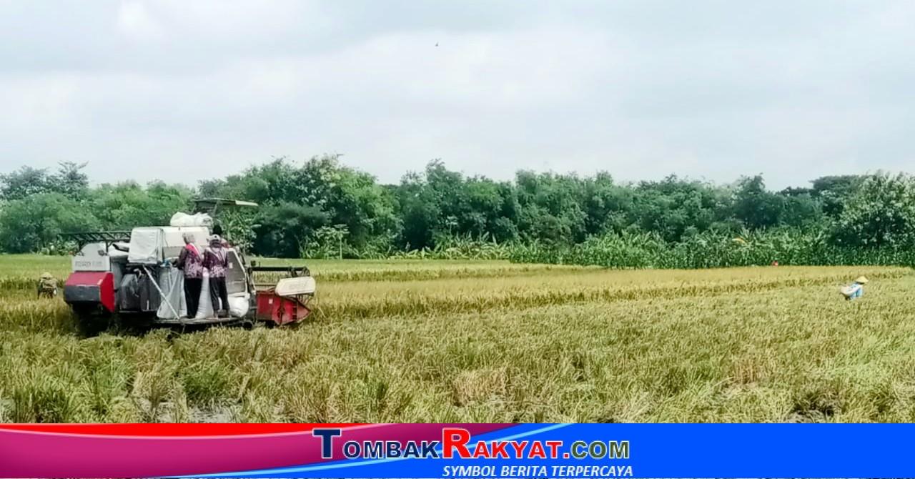 Panen Raya di dusun Tempuran, Jatilor, Godong Kabupaten Grobogan