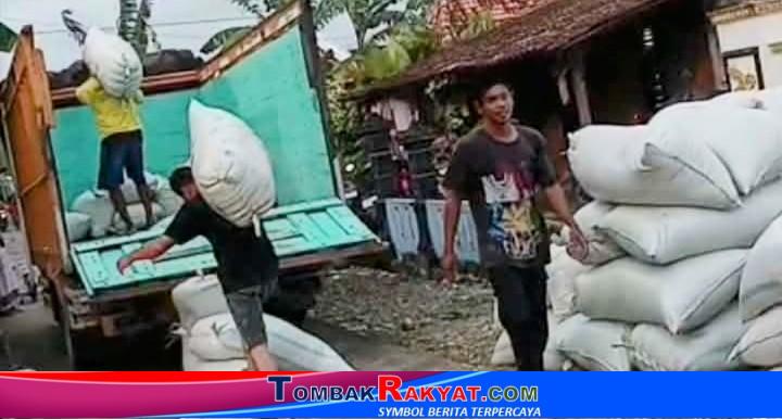 Kesibukan pekerja memuat gabah hasil panen kesebuah truck