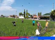 Babinsa Bersama Poktan Bersihkan Gulma Secara Tradisional
