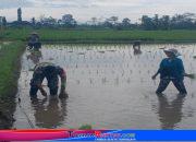 Babinsa Semen Jadi Sahabat Petani: Dampingi Penanaman Padi, Wujudkan Ketahanan Pangan Nasional Dari Blitar