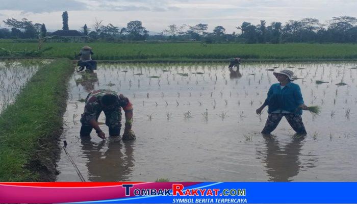 Babinsa Semen Jadi Sahabat Petani: Dampingi Penanaman Padi, Wujudkan Ketahanan Pangan Nasional Dari Blitar