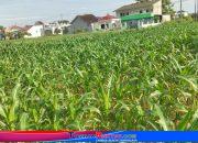 Petani Jagung Karanganyar 2025 Bertahan di Tengah Alih Fungsi Lahan