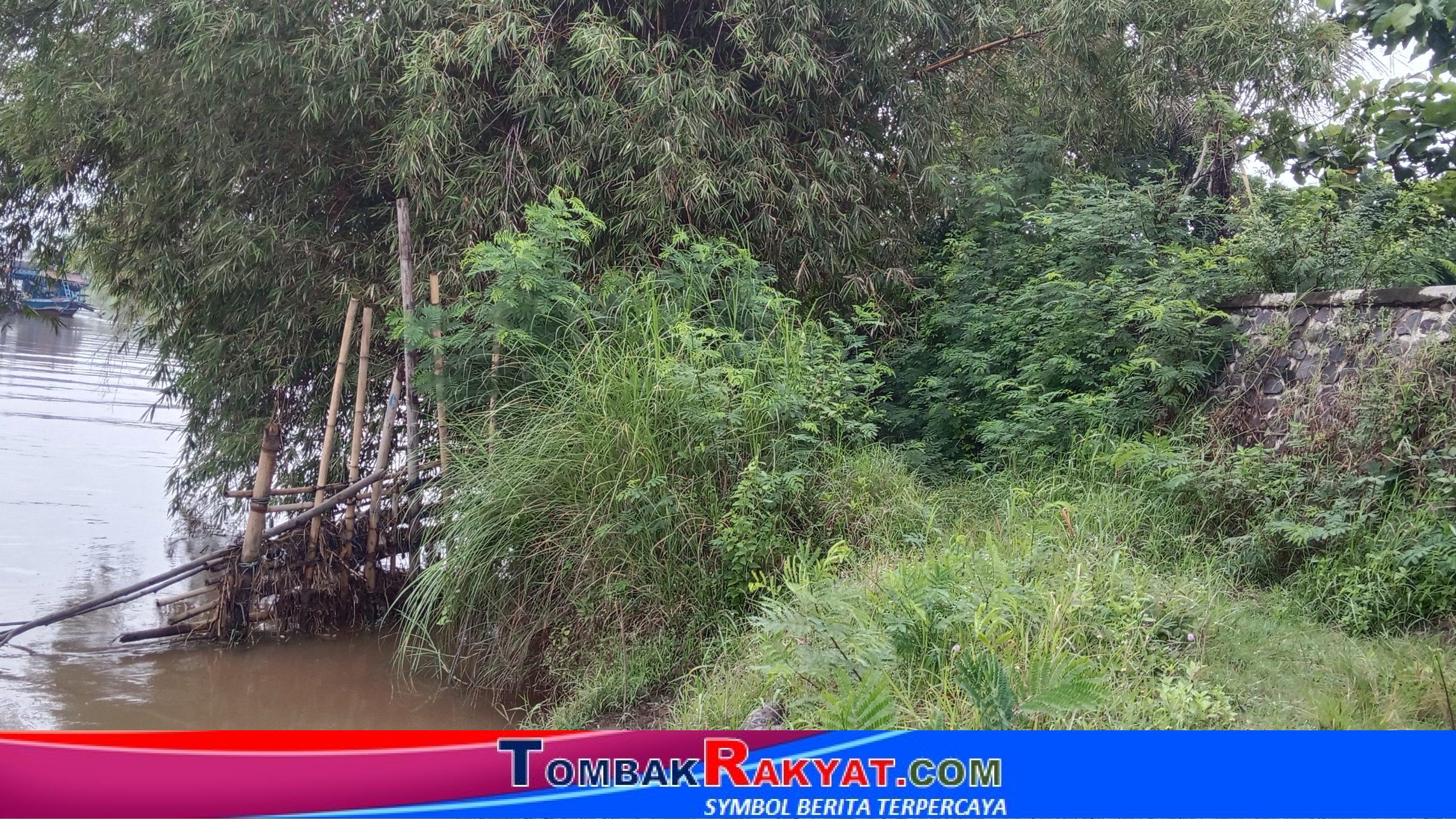 Pancang bambu yang pernah dipasang beberapa tahun silam, sebagai antisipasi menanggulangi abrasi