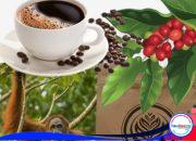 Aroma Konservasi dalam Secangkir Kopi: Apes for Apes Kopi di Ekosistem Batang Toru?