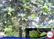 Buah Anti Kiamat Ternyata Tumbuh di Indonesia, Namanya Sukun