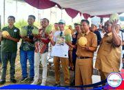 Lawan Pemangkasan Dana Pusat, BumDes Mekar Jaya Nolokerto Genjot PAD Lewat Panen Melon Premium