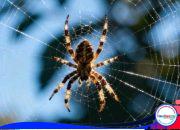 Kalau Mau, Laba-Laba Bisa Habisin Manusia—Tapi Mereka Pilih Jagain Kamu