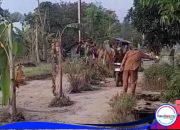 Warga Tanam Pisang di Jalan Rusak, Pemkab Indramayu Akhirnya Janjikan Betonisasi Rp3,5 Miliar