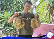 Kuswanto, Petani Desa yang Sukses Bangun Usaha Bibit Durian dari Nol