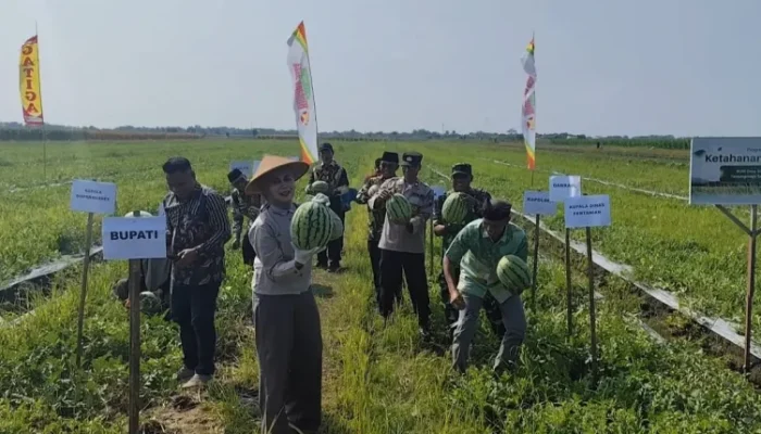 Inovasi Pertanian BUMDes Sejahtera Tanjungmojo, Bupati Kendal Pimpin Panen Perdana Semangka
