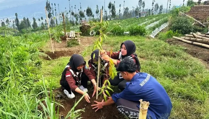Aksi Hijau di Jalur Sumbing: Komunitas Wonosobo Tanam Pohon Damar demi Cegah Longsor
