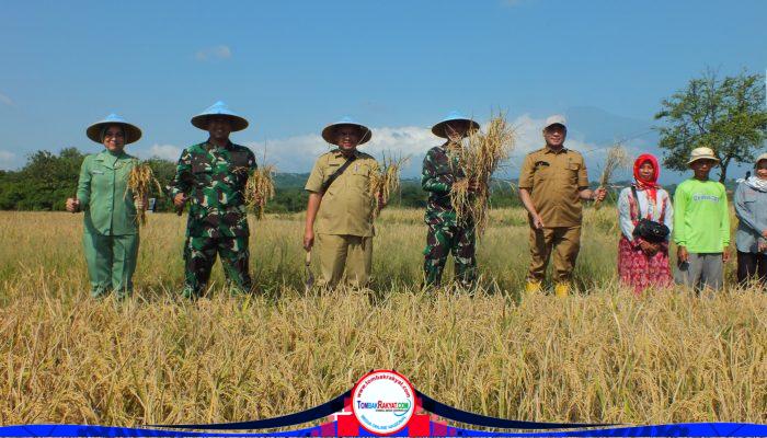 Dandim 0614/Kota Cirebon Bersama Ketua Persit Panen Padi di Lahan Poktan Kedung Mendeng