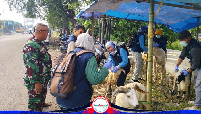 Babinsa Larangan Dampingi DKPPP Kota Cirebon Periksa Kesehatan Hewan Qurban Jelang Iduladha