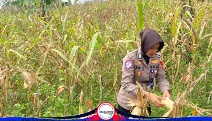 Dukung Swasembada Pangan, Satlantas Polres Kuningan Monitoring Jagung Menjelang Panen