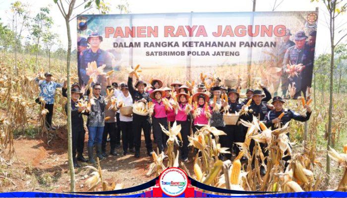 Dukung Ketahanan Pangan Nasional, Satbrimob Polda Jateng Gelar Panen Raya Jagung di Kendal