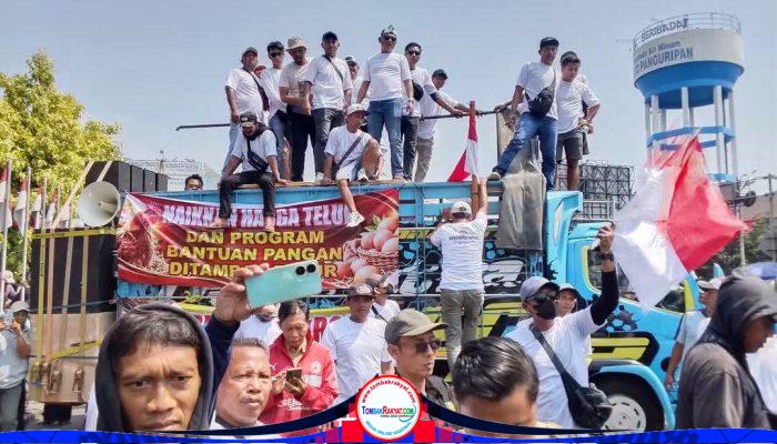 Peternak Ayam di Kendal Gelar Aksi Demo, Tutup Jalan Hingga Lepas 50 Ribu Ekor Ayam