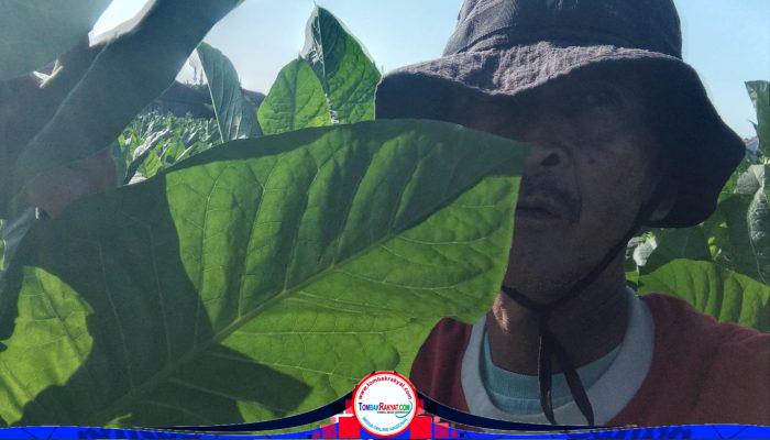 Panen Raya Tembakau Kendal, Pilar Kesejahteraan dan Simbol Resiliensi Ekonomi Desa