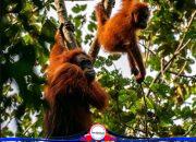 Selamat Hari Orangutan Sedunia: Ketika “Orang” Masih Ada, Tapi “Utan” Terancam Hilang.