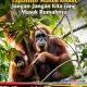 Orangutan Tapanuli Masuk Kebun, Jangan-Jangan Kita yang Masuk Rumahnya