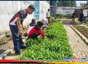 Ketahanan Pangan Dari Lapas Klaten, Panen Sayur Kangkung Hasil Budidaya WBP